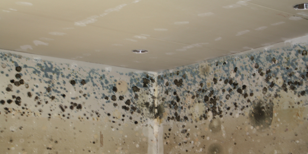 Mold Can Grow After Water Damage Mold Can Grow After Water Damage