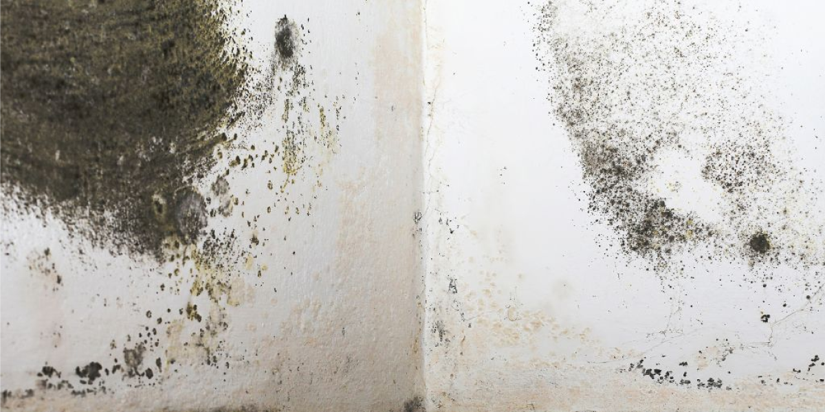 Black Mold Symptoms in Your Home Black Mold Symptoms in Your Home