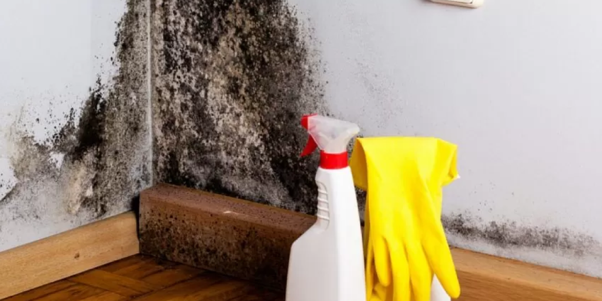 Remove Mold Safely Remove Mold Safely