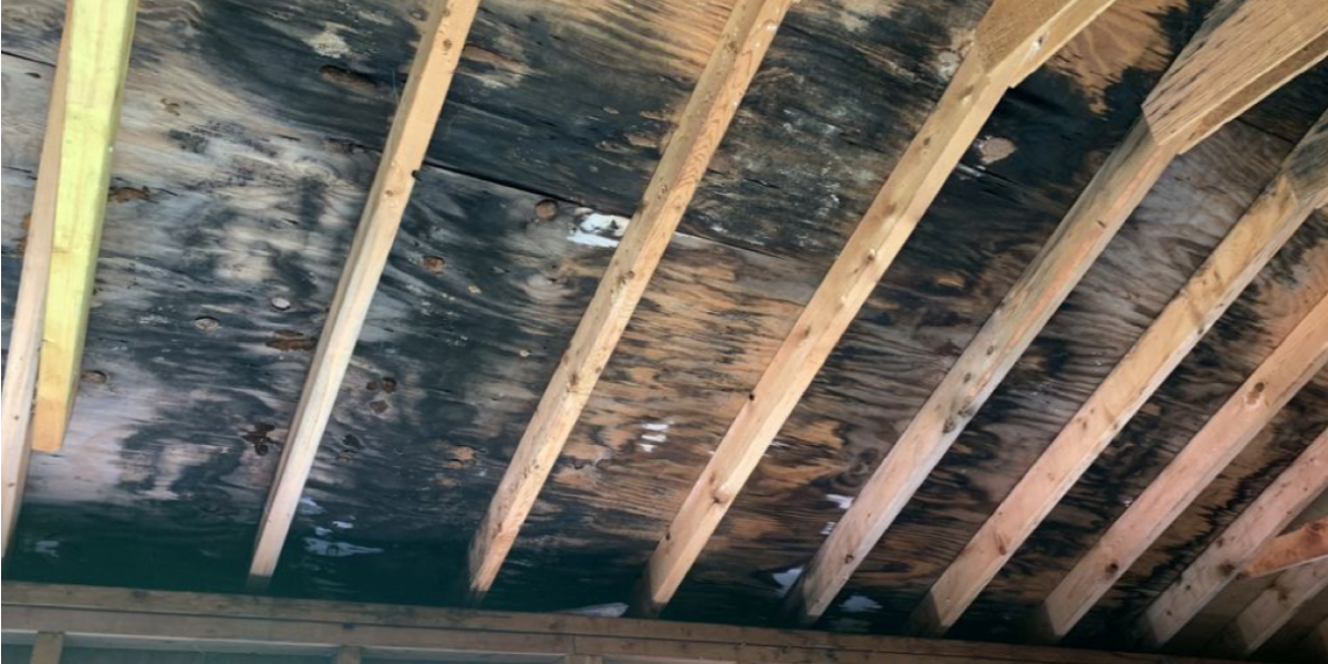 What Causes Mold on Wood What Causes Mold on Wood