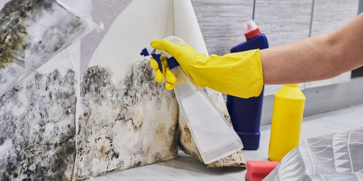 What Does Mold Need to Grow